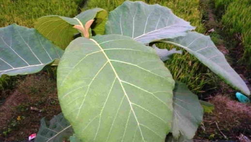 Daun Jati