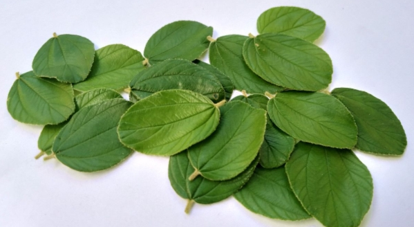 Daun Bidara