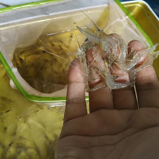 Udang Kaca Pakan Hidup Ikan Hias Predator