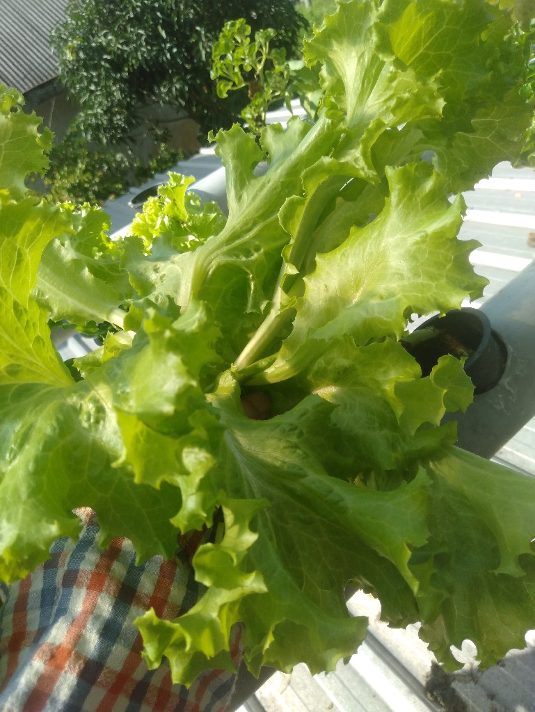 Selada Hidroponik