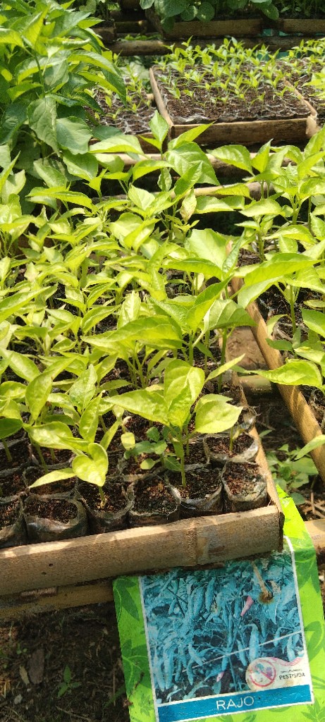 Bibit cabe rawit hijau