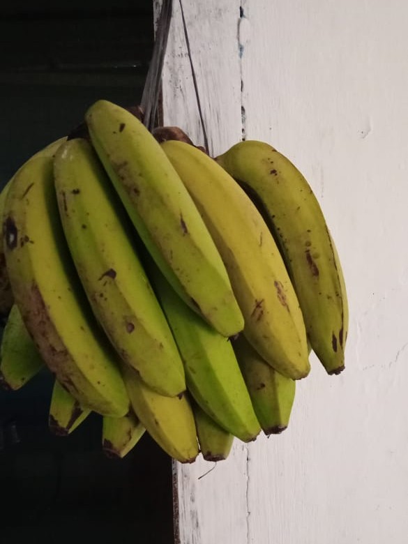 Pisang Tanduk