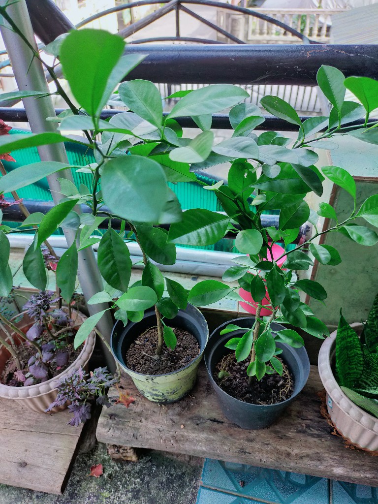 Bibit jeruk kunci atau jeruk limau