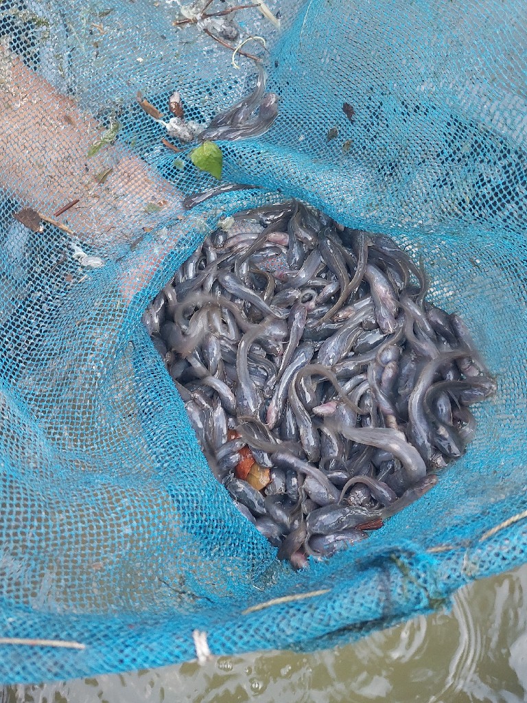 Benih Lele pak Fauzi