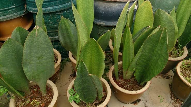 Lidah Mertua (Sansevieria masoniana)