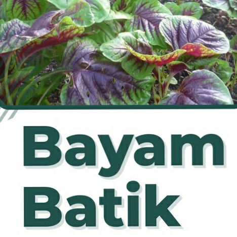 Bibit Bayam Batik