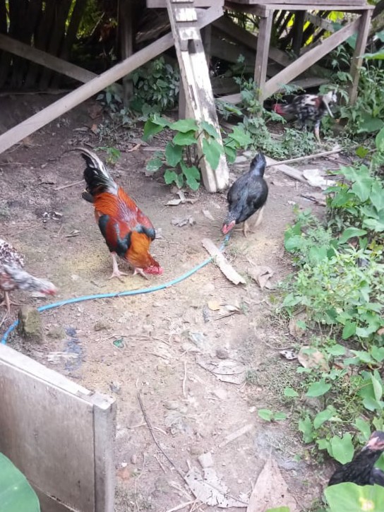 Ayam Jago