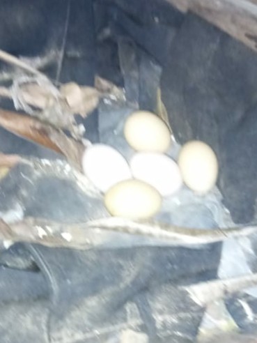 Telur Ayam Kampung