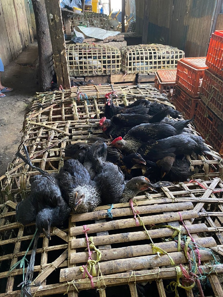 Ayam Kampung
