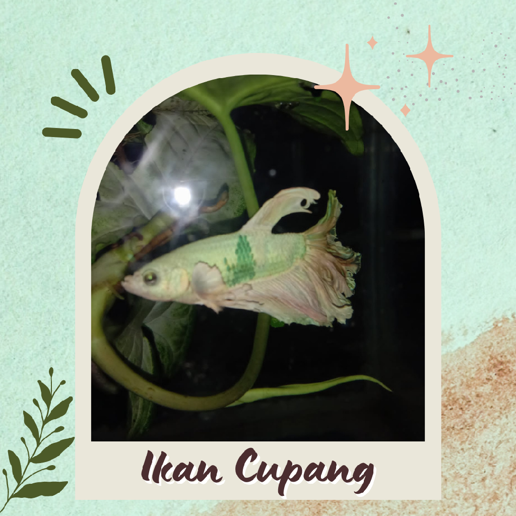 Ikan Cupang