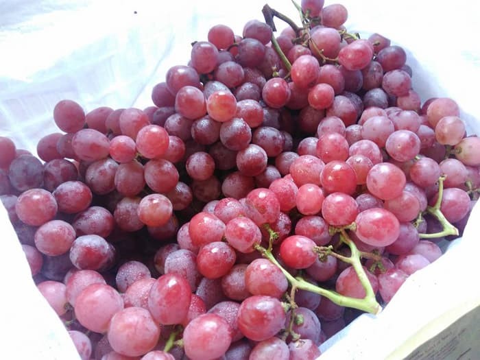 Buah Anggur Merah fresh