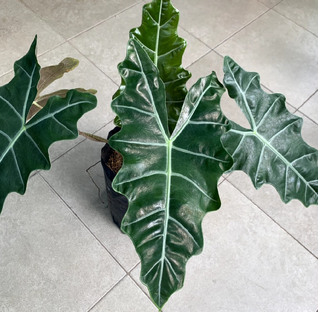 Alocasia Amazonicab Polly