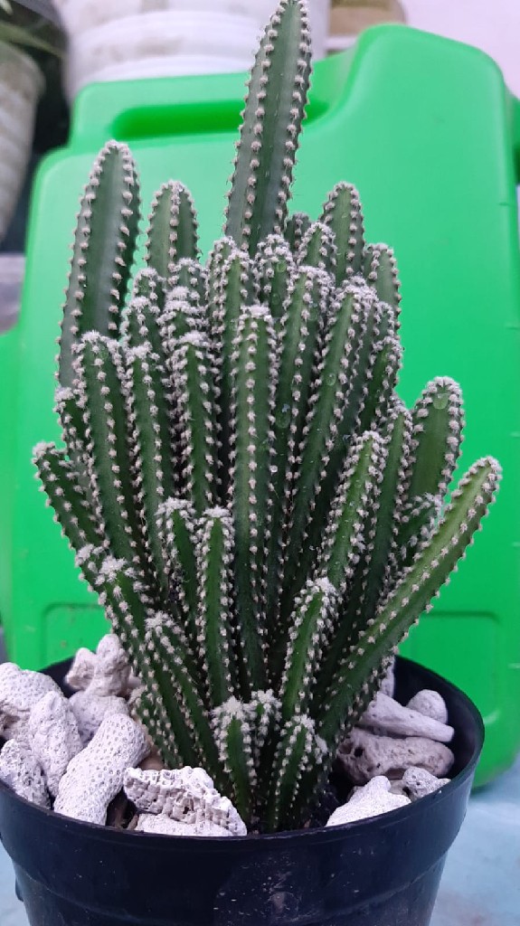 Pohon Kaktus Mini