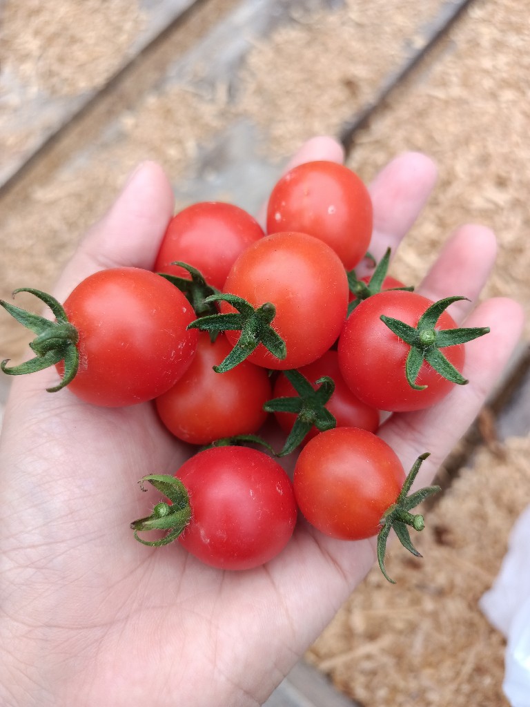 Tomat Cherry Segar (Cung Kediro)