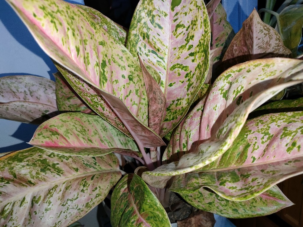 Kembang Hias Aglonema