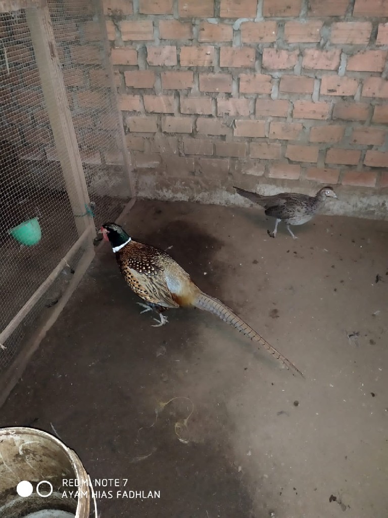 Ayam Hias