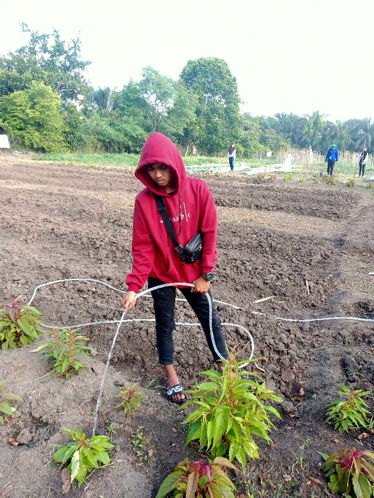 Tanaman Celosia