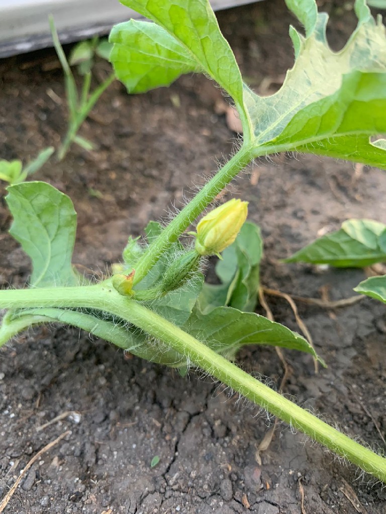 Semangka varietas wongbarry