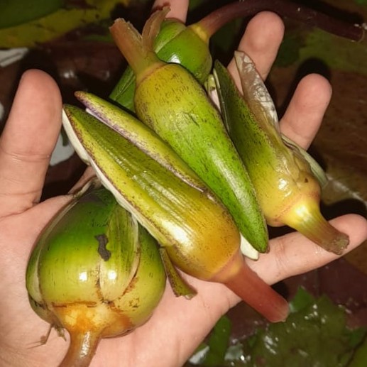 Tanaman Teratai
