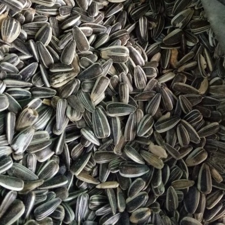 Kuaci/Kwaci/Biji Bunga Matahari