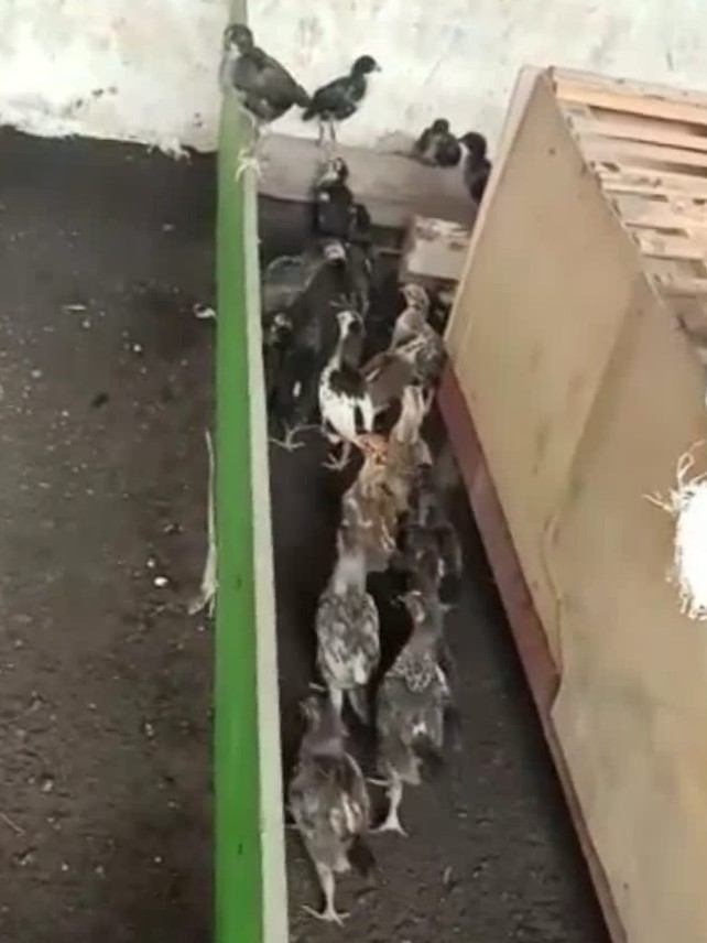 ayam kampung
