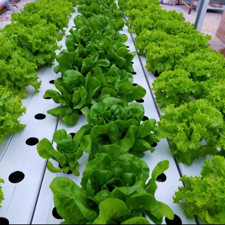 Selada Butterhead hidroponik