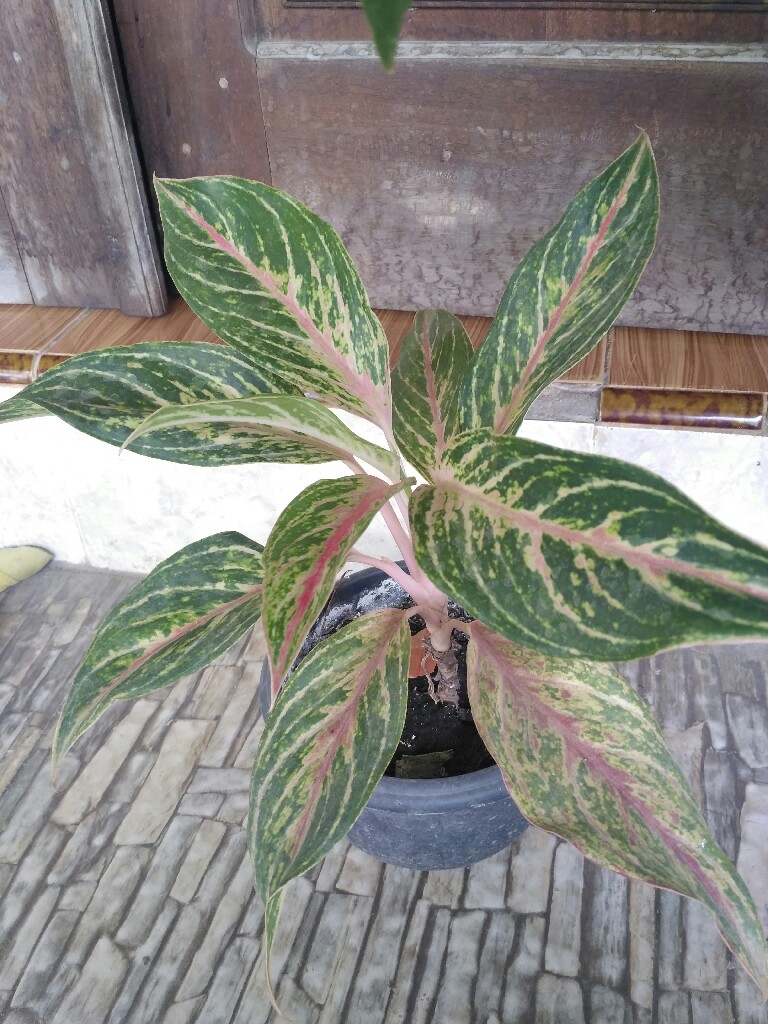 Aglonema Adelia