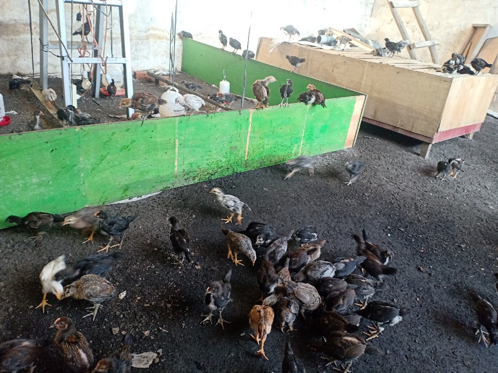 Ayam Kampung