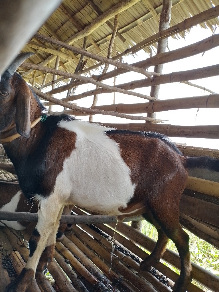 Kambing Kurban