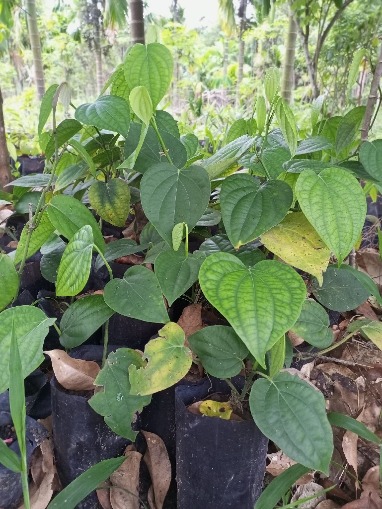 bibit lada india srilanka