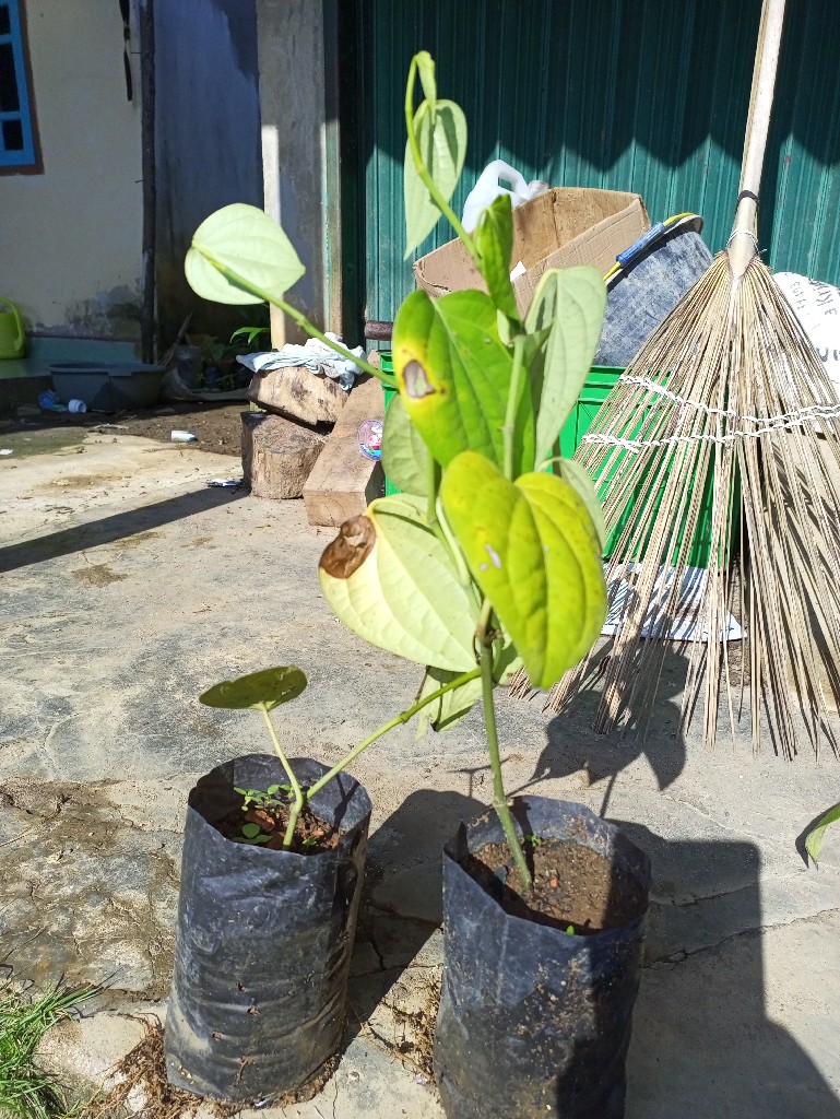 bibit lada india srilanka