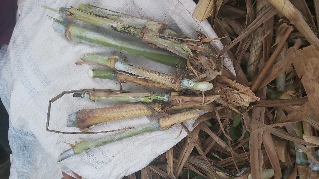 jual bibit pakcong dam odot